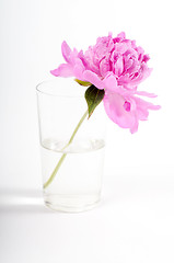 Image showing Pink peony