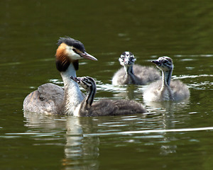 Image showing Grebes