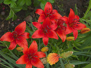 Image showing Lillies