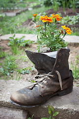 Image showing Old shoe used in garden design