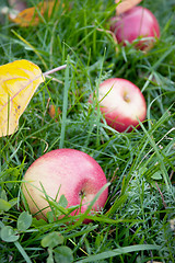 Image showing Rosy apples fell on the green grass
