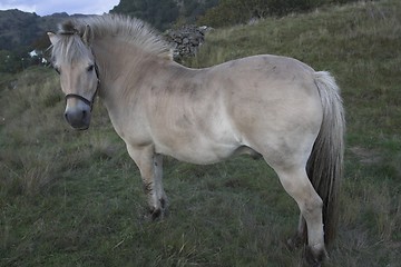 Image showing A fjording, a norwegian horse