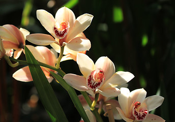 Image showing Orchid flower