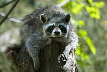 Image showing Raccoon