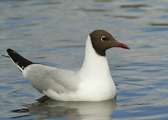 Image showing Black-headed Gull