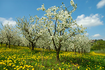 Image showing Spring landscape