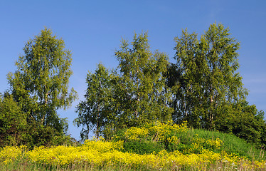 Image showing Yellow Field Flowers and Birch-trees