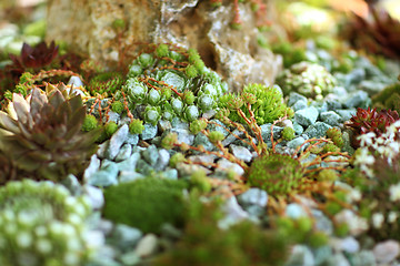 Image showing Detail of rock garden