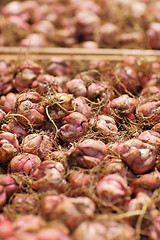 Image showing Bulbs on market