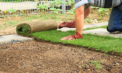 Image showing Gardening - laying sod for new lawn