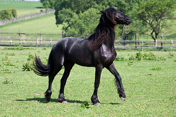 Image showing Black friesian horse play on the meadow 