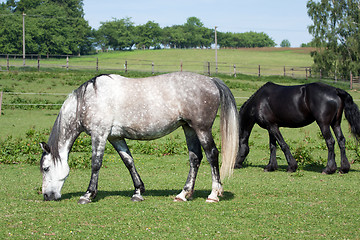 Image showing Grazing horses 