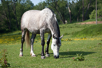 Image showing Grazing horse 