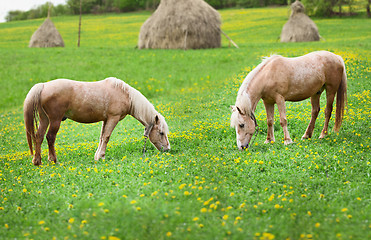 Image showing Two horses graze in a meadow with haystacks