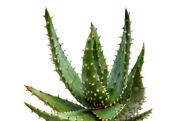 Image showing Aloe