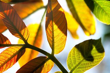 Image showing Young leaves