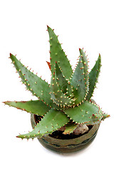 Image showing Aloe