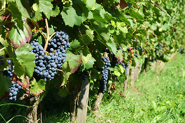 Image showing Vineyard with ripe black grapes