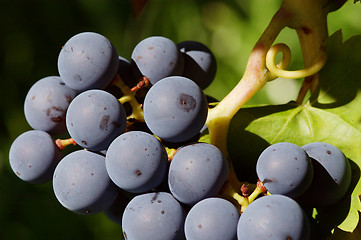 Image showing Grapes