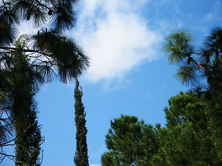 Image showing Trees and skies. Cyprus