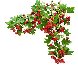 Image showing Hawthorn