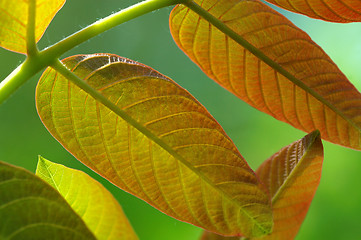 Image showing Young leaves