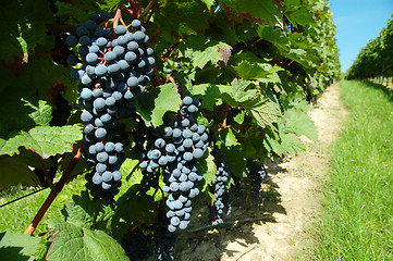 Image showing Ripe black grapes