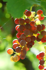 Image showing Grapes