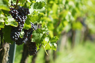 Image showing Ripe black grapes