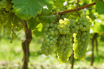 Image showing White grapes