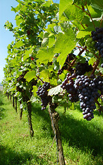 Image showing Vineyard with ripe black grapes