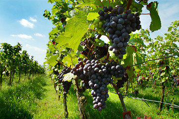 Image showing Vineyard with ripe black grapes