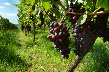 Image showing Vineyard with ripe black grapes