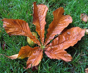 Image showing leaf in fall