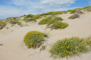 Image showing Dune vegetation