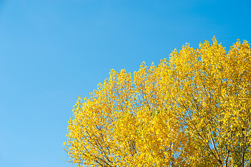 Image showing Autumn backdrop