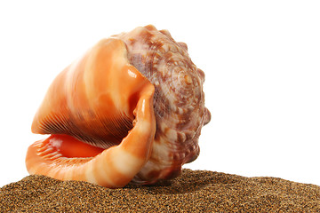 Image showing Seashell