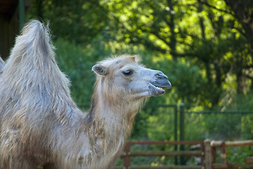 Image showing Camel