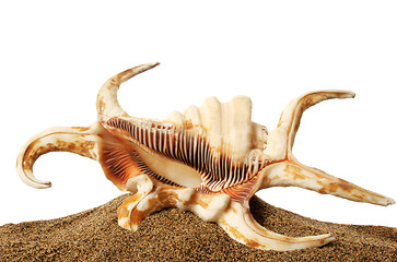 Image showing Seashell and Sand