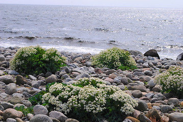 Image showing Sea kale