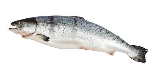 Image showing Atlantic Salmon Salmo