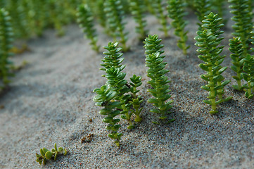 Image showing plant