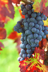 Image showing Black grapes