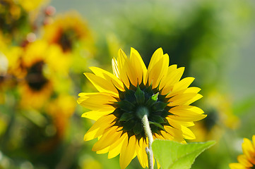 Image showing Sunflower