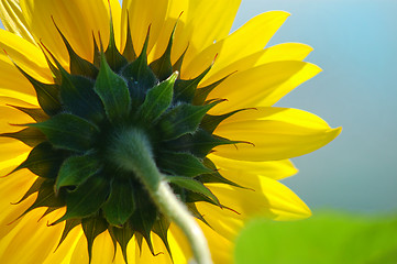 Image showing Sunflower