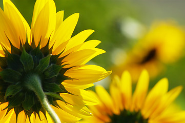 Image showing Close-up of sunflower