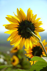 Image showing Sunflower