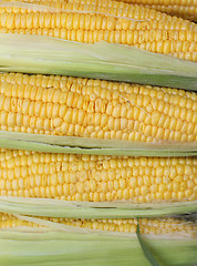 Image showing Corn cobs