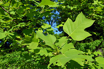 Image showing Beautiful shape decorative maple tree green leaves 