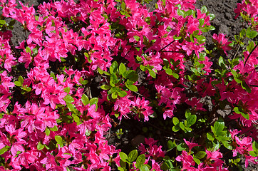 Image showing Close up of red pink vivid rhododendron rosebay 
